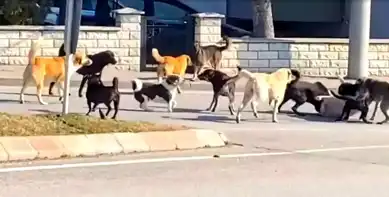 Edirne'de Köpek Saldırısı Panik Yaratıyor!