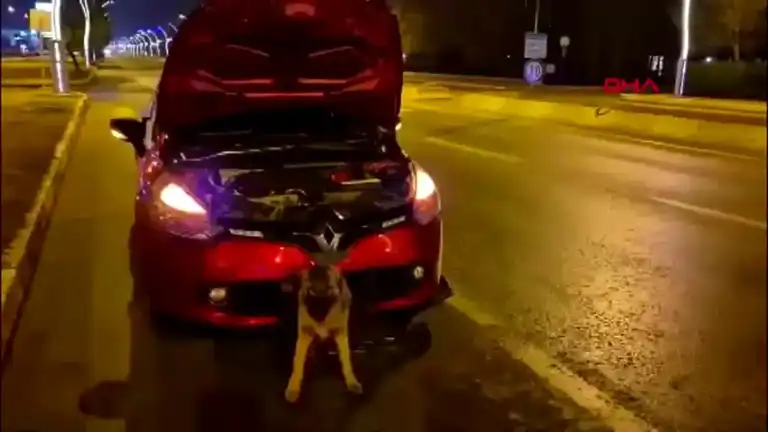 Edirne'de Köpek, Otomobil Tamponunda Sıkıştı!