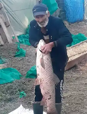İpsala'da Dev Sazan: 1 Metre, 13 Kilo!